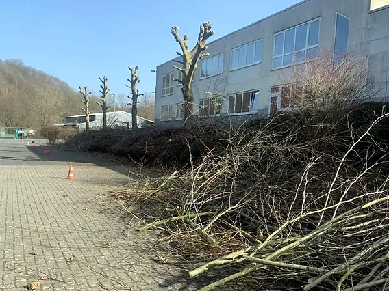 Gepflasterter Hof vor einem Bürogebäude mit zurückgeschnittenen Bäumen und einem Haufen Schnittgut
